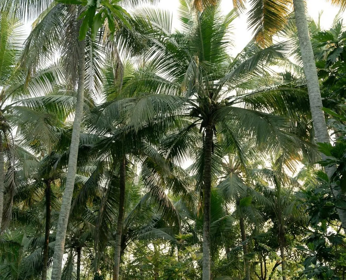 Hotel Kirindi Paddy Isle Negombo